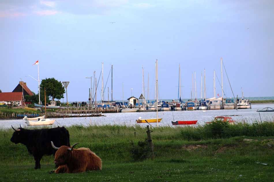 Highland-cattle