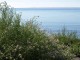 lyng-strand