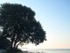 strand-skov